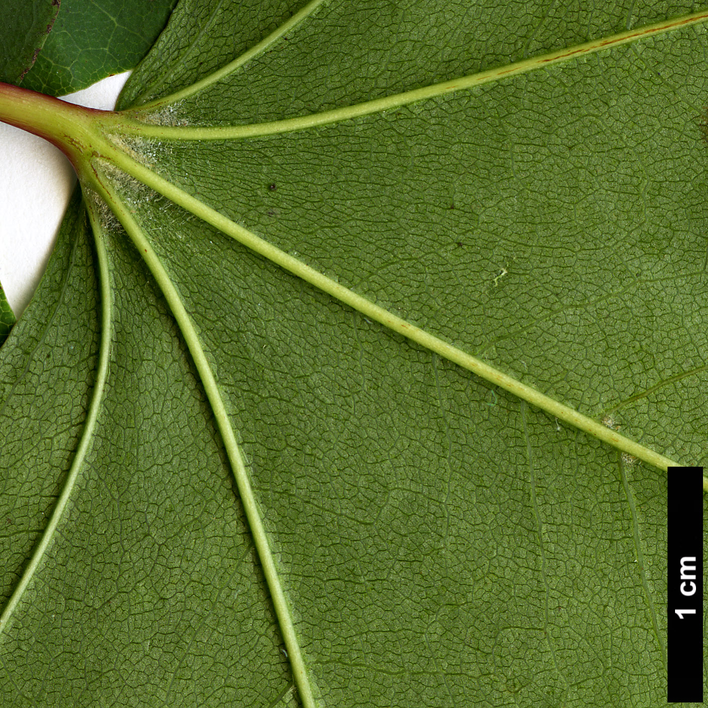 High resolution image: Family: Sapindaceae - Genus: Acer - Taxon: pictum - SpeciesSub: subsp. macropterum